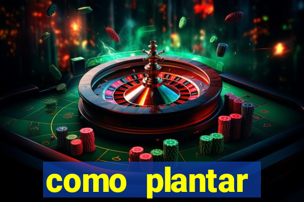 como plantar gergelim no vaso