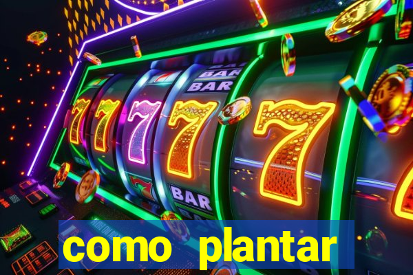 como plantar gergelim no vaso