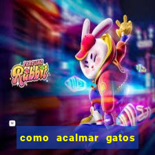 como acalmar gatos agitados a noite