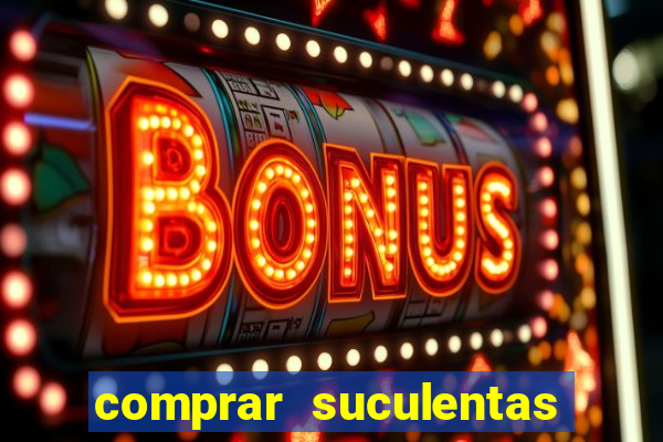 comprar suculentas direto do produtor