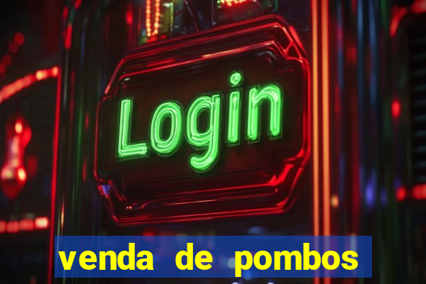 venda de pombos correios olx