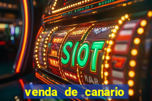 venda de canario belga bahia