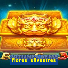 flores silvestres desbravadores desbravadores 25 flores silvestres e seus nomes