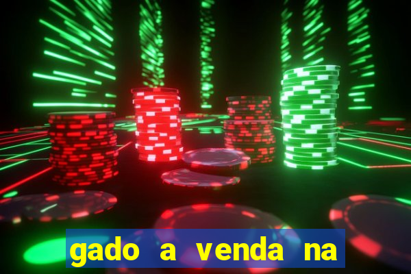 gado a venda na bahia olx