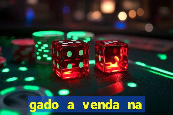 gado a venda na bahia olx