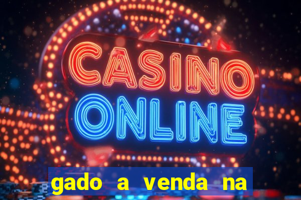 gado a venda na bahia olx