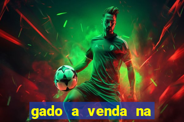 gado a venda na bahia olx