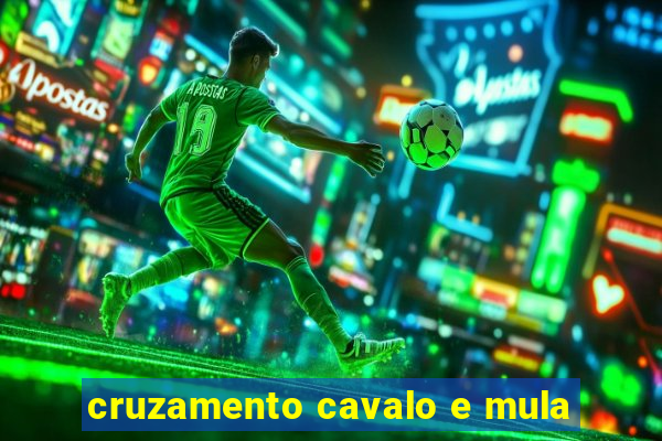 cruzamento cavalo e mula