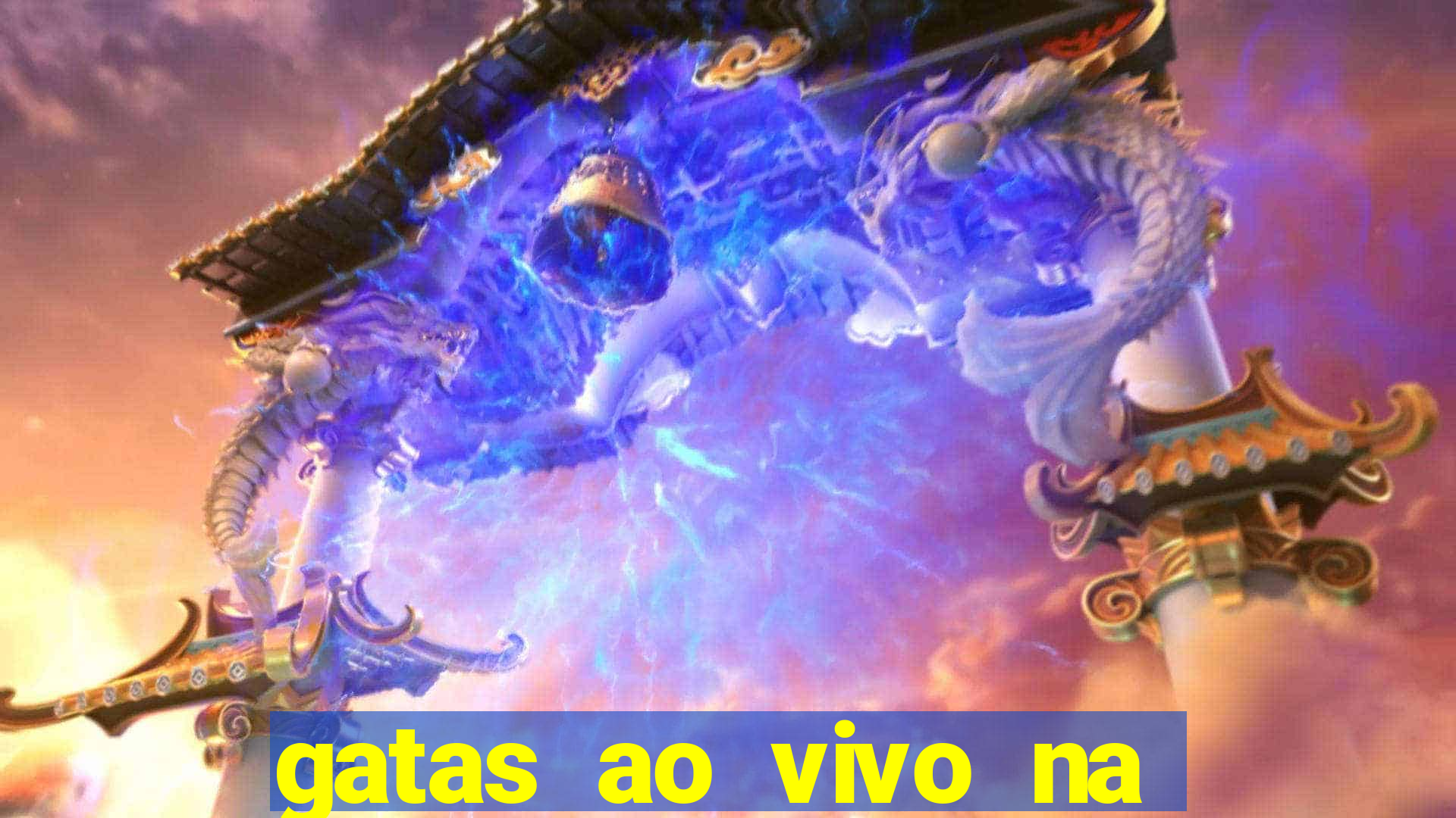 gatas ao vivo na web cam