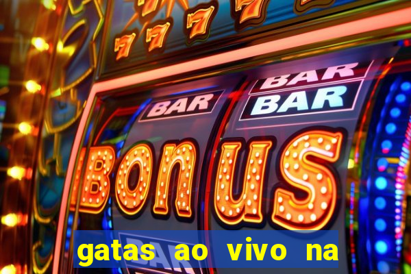 gatas ao vivo na web cam