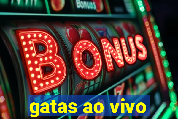 gatas ao vivo