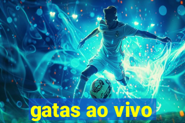 gatas ao vivo