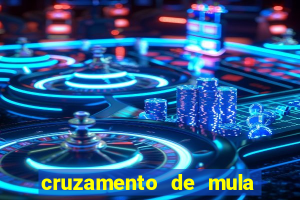 cruzamento de mula com cavalo