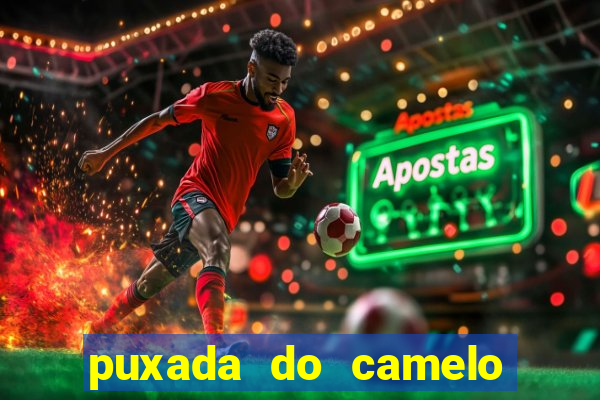 puxada do camelo jogo do bicho