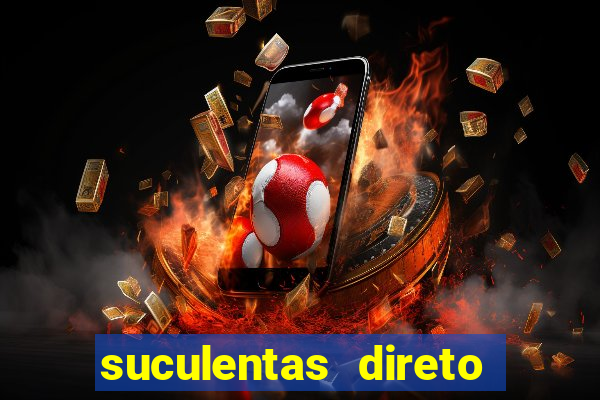 suculentas direto do produtor rs