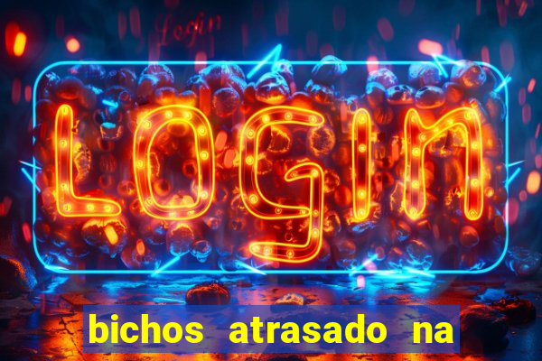 bichos atrasado na loteria dos sonhos