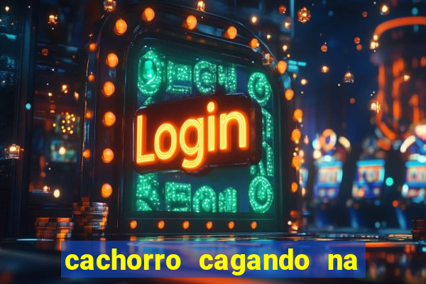 cachorro cagando na camisa do corinthians